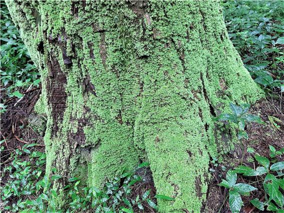 4억 년 전 바다에서 서식하던 녹조류가 육지로 이동하는 데 있어 중간 다리 역할을 했던 식물이 이끼류다. 초기 이끼류는 육지에 상륙하지 못하고 바다와 육지 중간에 있는 습지대에서 자랐다. 그래서인지 오늘날에도 이끼류는 습기가 있고 그늘진 곳에서 서식하고 있다. (2023년 8월 18일 9시 32분 장생이숲길에서 절물휴양림으로 진입하는 팔각정 인근 치유길에는 아름드리삼나무로 울창한 숲으로 이루고 있다. 특히 삼나무 밑동에는 푸른 이끼로 빼곡하게 둘러싸여 있다.)