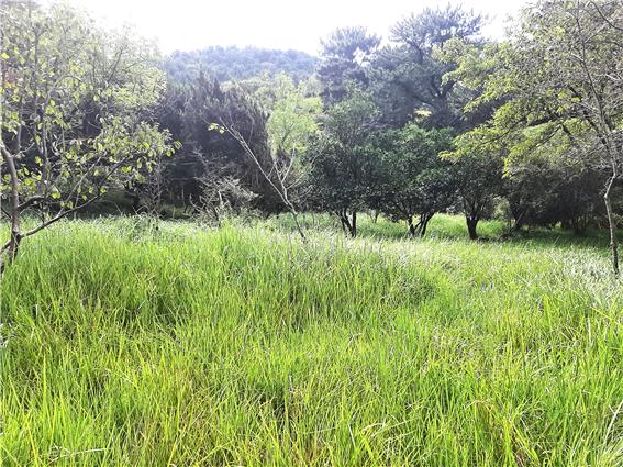 식물은 흙이 있는 곳이면 어디든지 빈 터를 허용하지 않는다. 키 큰 나무들이 자라는 곳이라도 조금의 작은 빈터만 남아있으면 하층 식물들이 어느새 들어와 보금자리를 만든다. (2023년 9월 23일 10시 55분 한라수목원 광이오름 구릉지 나무숲 여유 공간에는 띠(새)들이 빽빽하게 들어차 다른 식물이 들어올 수 없도록 치열한 영역 투쟁 방어막을 치고 있다.)